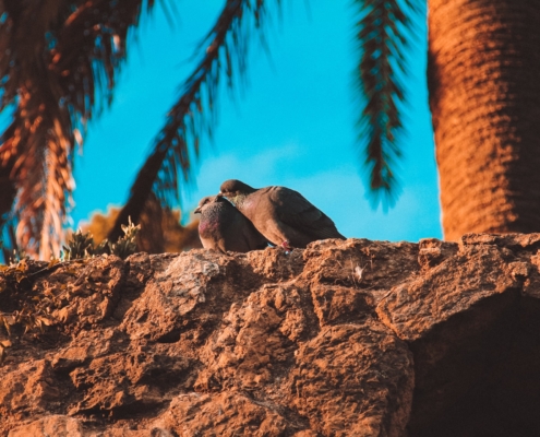 Голубки на свидании в Барселоне