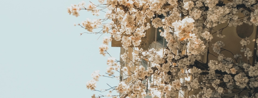 Сакура в Барселоне