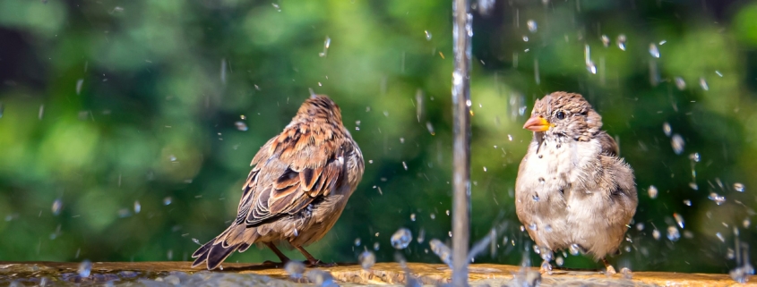 Воробьи Барселоны